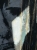 image00033.jpeg